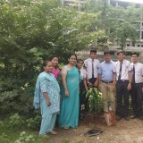 Organised Tree Plantation